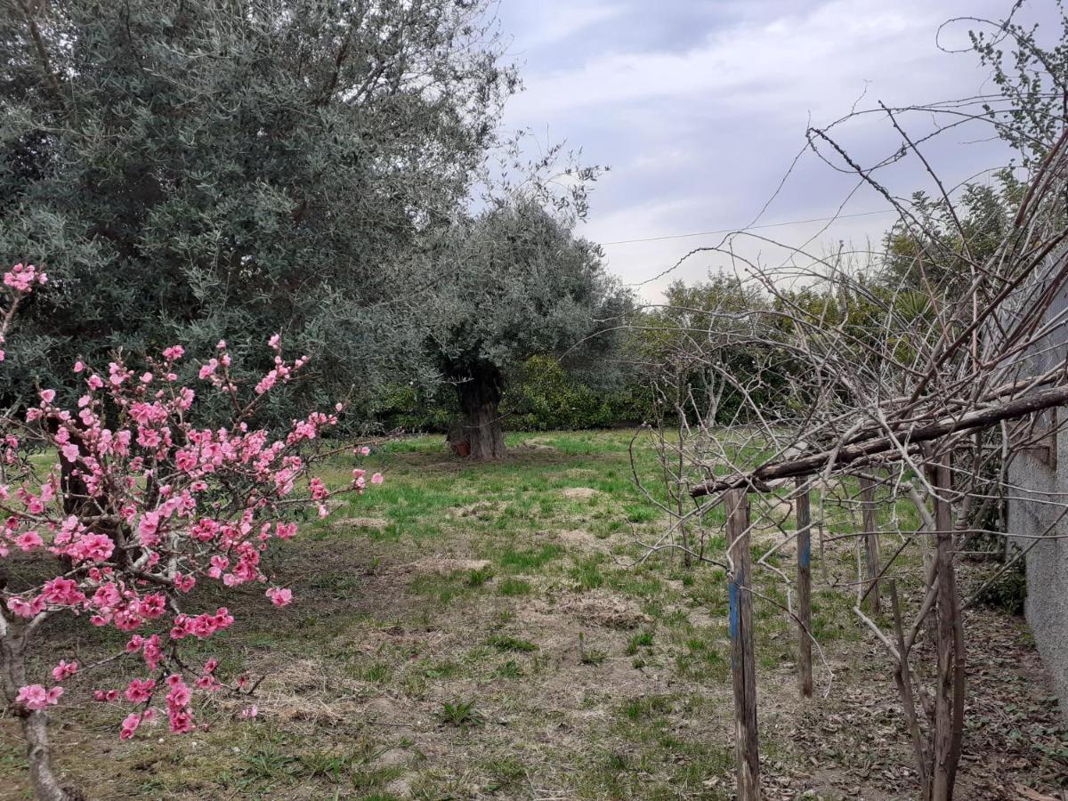Il Tuffatore B&B Capaccio Bagian luar foto